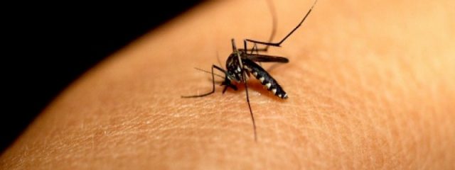 Dengue, zika a e chikungunya: conheça a diferença entre as doenças