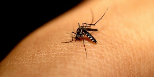 Dengue, zika a e chikungunya: conheça a diferença entre as doenças