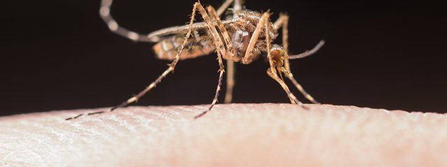 Precisamos falar sobre a dengue: causa, sintomas e prevenção