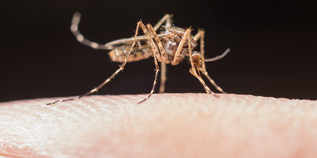 Precisamos falar sobre a dengue: causa, sintomas e prevenção